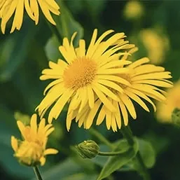 Arnica Montana