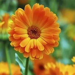 Calendula